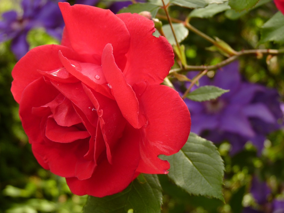 Roses Warminster