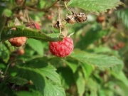 Autumn berries Autumn berries