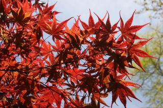 APRIL – HTA PLANT OF THE MOMENT THE MAGIC OF MAPLES