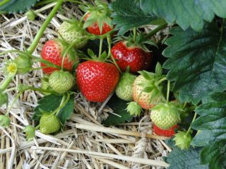 Bring in strawberry plants for forcing