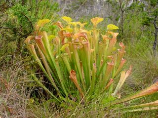 Carnivorous Sarracenia plant on display in Scottish Highlands