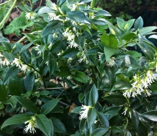 December's plant of the month is Sarcococca