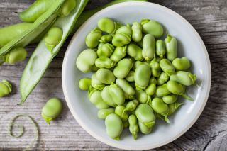 Harvest broad beans