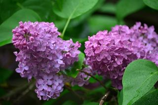 It’s time to prune your late-flowering shrubs