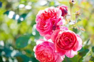 Keep your roses blooming at their peak into autumn