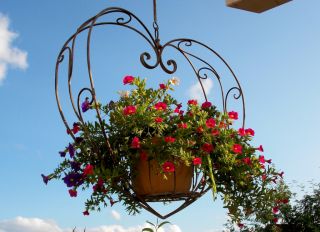 More than 80% of us have a hanging basket habit