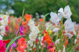 Plant gladioli corms in containers