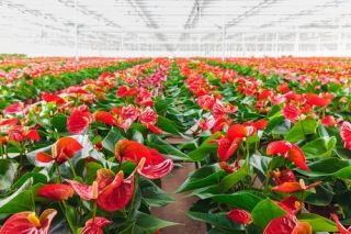 Plant of the Week: Anthurium