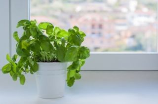 Plant of the Week: Basil