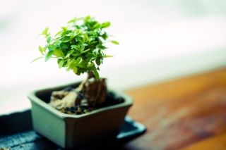 Plant of the Week: Bonsai
