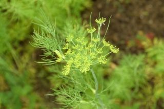 Plant of the Week: Dill
