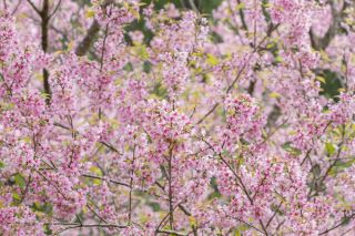 Plant of the week: Prunus