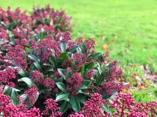 Plant of the Week: Skimmia