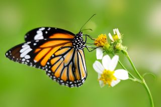 Results from this year’s Big Butterfly Count are in