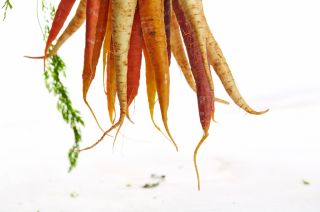 Thin carrots you sowed earlier this spring