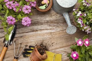 What to do in the garden in July