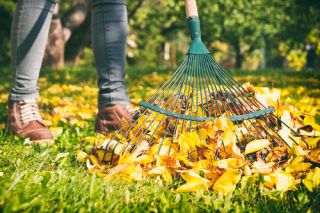 What to do in the garden in November?