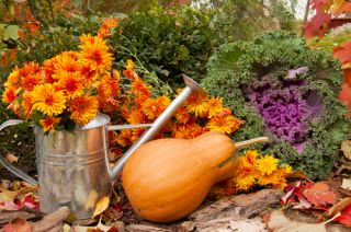 What to do in the garden in October