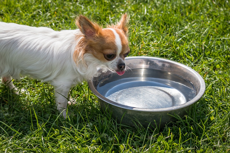 pet supplies Bristol